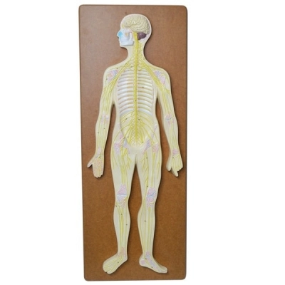 Eisco Nervous System Model, 32 Inch - Mounted - Great for Studying Structure - Eisco Labs AM16051