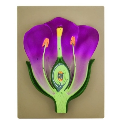 Eisco Typical Flower Model, Three Dimensional, Vertical Section with Hand Painted Eisco Labs BM0004