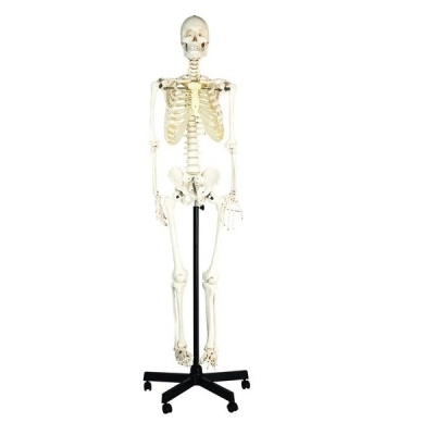 Eisco Life Sized Human Skeleton Model (62" Height), Articulated Joints, Pelvic Mounted AMCH1002AS