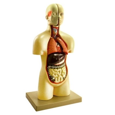 Eisco Miniature Human Torso Model (Sexless), Compact for Individual Desktop Study AM202AS