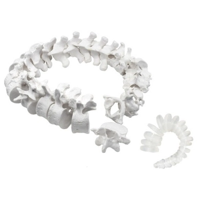 Eisco Disarticulated Human Spine Model, 47 Parts - Vertebrae, Intervertebral Discs AMCH1068AS