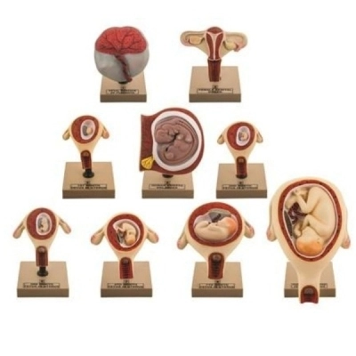 Eisco Pregnancy Series - Embryonic and Fetal Development, Set of 9 Models AM0122