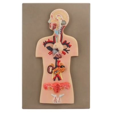 Eisco Labs Human Endocrine System Anatomical Model, Miniature Size - Cross Section, 15"x10" AM0346