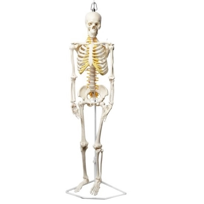 Eisco Human Skeleton Model, Half Size - With Nerve Endings - Hanging Mount - Eisco Labs AMCHA105H