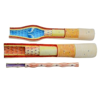 Eisco 3 Piece Artery, Vein and Capillary Model Set 13 Inch - Enlarged Numbered -  Eisco Labs AM16038