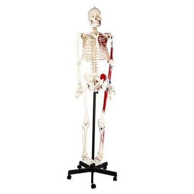 Eisco Full-Size Human Skeleton with Painted Muscles Model, Rod Mount AMCH1003AS