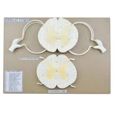 Eisco Spinal Cord Model, 17 Inch - Mounted - 10x Enlarged - Includes Branches  - Eisco Labs AM16056