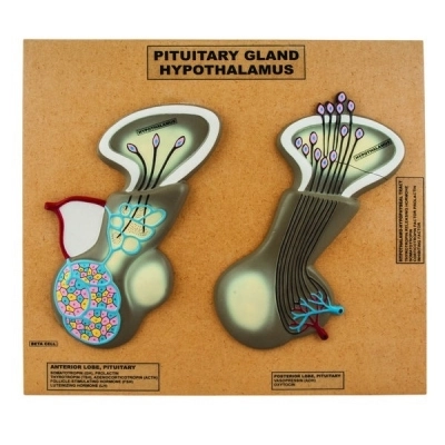 Eisco Labs Model of Pituitary Gland and Hypothalamus; Greatly Enlarged AM0254