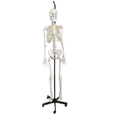 Eisco Human Skeleton Anatomical Model with Hanging Stand AMCH1013AS