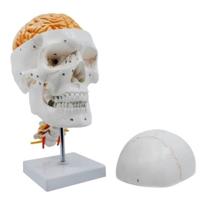 Eisco Numbered Skull Model, 3D Brain, Cervical Vertebrae - Natural Size AMCH1052AS