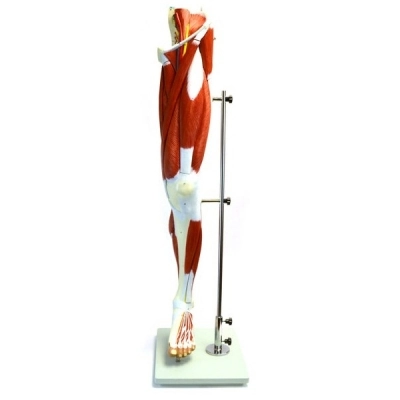 Eisco Labs Muscular Human Leg Model with Stand; Numbered AM0277AS