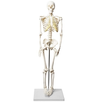 Eisco Human Skeleton Model, Half Size - Articulated Mandible - Rod Mounted - Eisco Labs AMCHA105