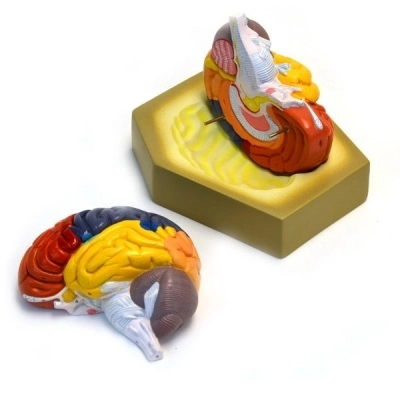 Eisco Colored Human Brain Model - Life size AM212216AS