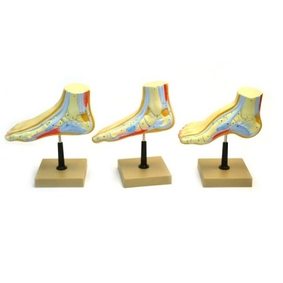 Eisco Human Feet Model Set AM132AS