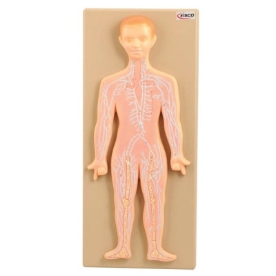 Eisco Human Lymphatic System Anatomical Model - Mounted on 18" x 8" Base - Hand Painted AM0348