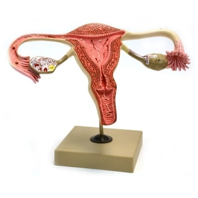 Eisco Model, Human, Female Reproductive, Ovary AM360AS