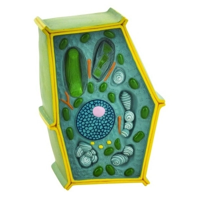 Eisco Labs Plant Cell Model; Free Standing 50 Million Times Enlarged; 10" X 6.5" X 4" BM0052