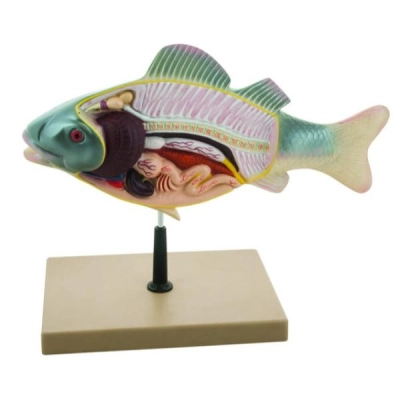 Eisco 3D Fish Dissection Model, 14" Length ZM0019