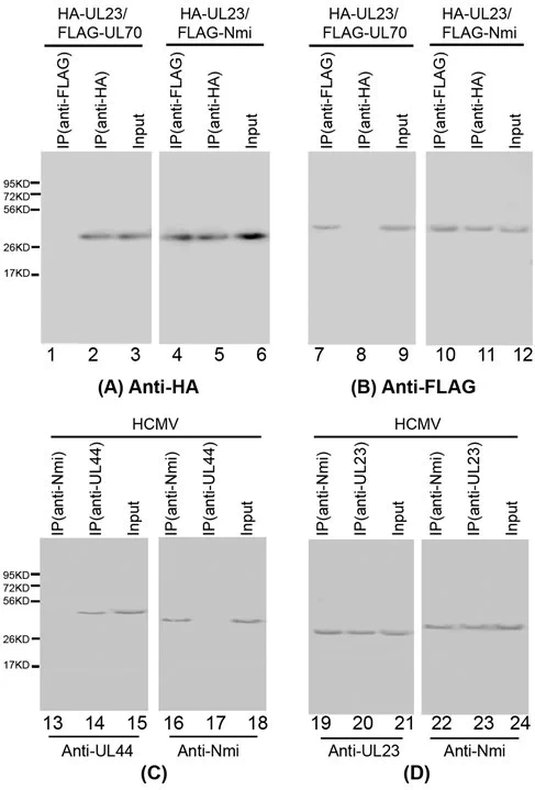 Alkaline phosphatase Conjugation Kit - Lightning-Link®