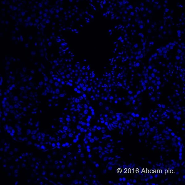 Mounting Medium With DAPI - Aqueous, Fluoroshield