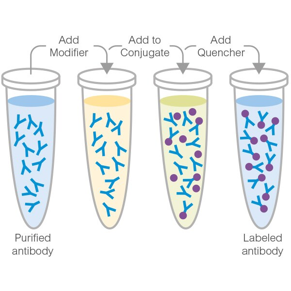 Alkaline phosphatase Conjugation Kit - Lightning-Link®