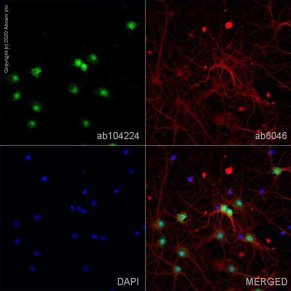 Anti-NeuN antibody [1B7] - Neuronal Marker