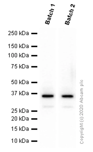 Anti-Olig2 antibody [EPR2673]