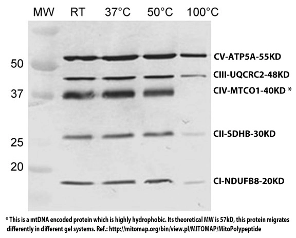 Total OXPHOS Rodent WB Antibody Cocktail