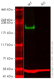 Anti-BRG1 antibody [EPNCIR111A]