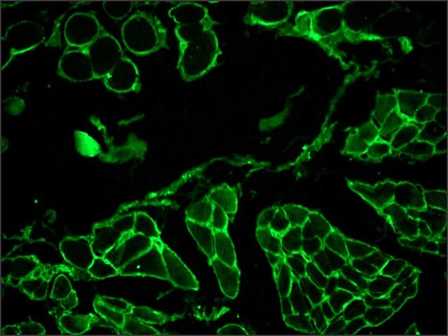 Anti-Laminin antibody