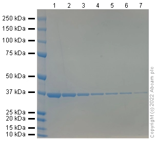 InstantBlue® Coomassie Protein Stain (ISB1L)