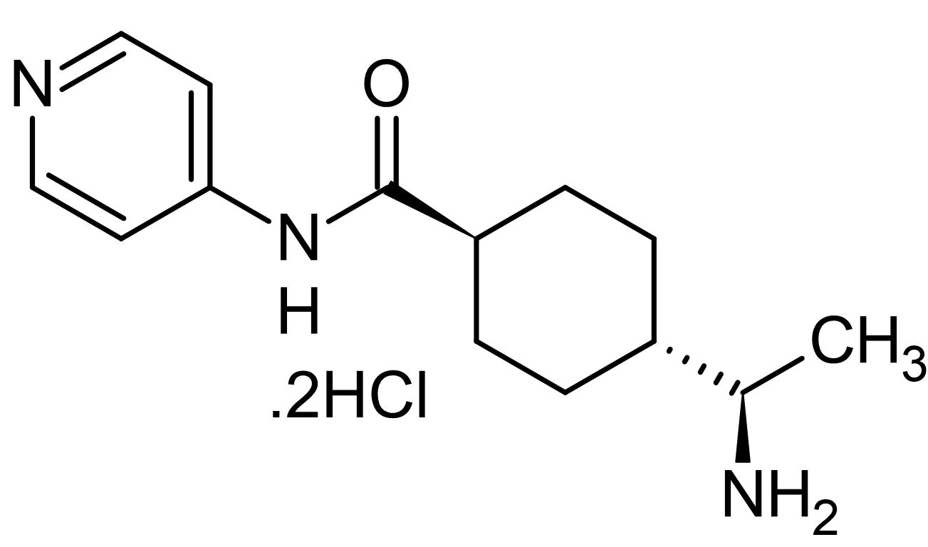 Y-27632 dihydrochloride, Rho kinase inhibitor