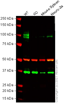 Anti-CD68 antibody