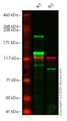 Anti-Brd4 antibody [EPR5150(2)]