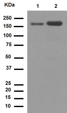 Anti-CD11b antibody [EPR1344]