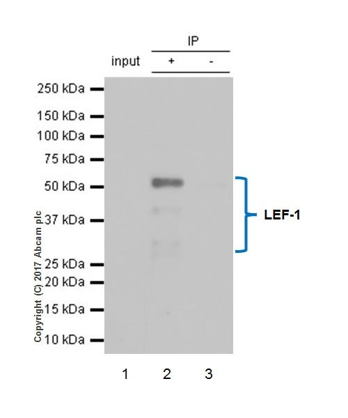 Anti-LEF1 antibody [EPR2029Y]