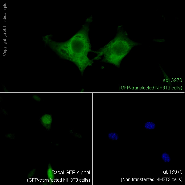 Anti-GFP antibody