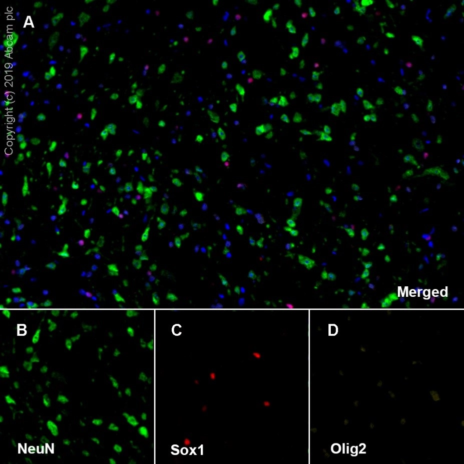 Anti-NeuN antibody [EPR12763] - Neuronal Marker