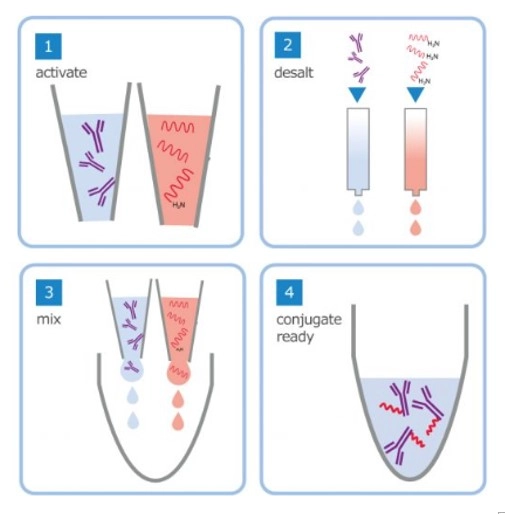 Oligonucleotide Conjugation Kit