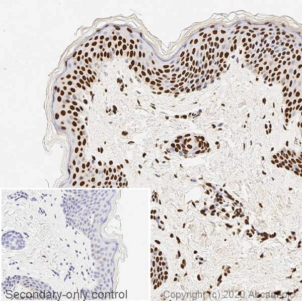 Anti-ds DNA antibody [35I9 DNA] - BSA and Azide free