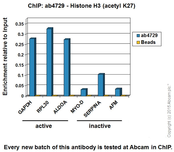 Anti-Histone H3 (acetyl K27) antibody - ChIP Grade