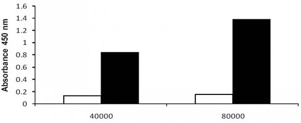 LDH Assay Kit (Cytotoxicity)