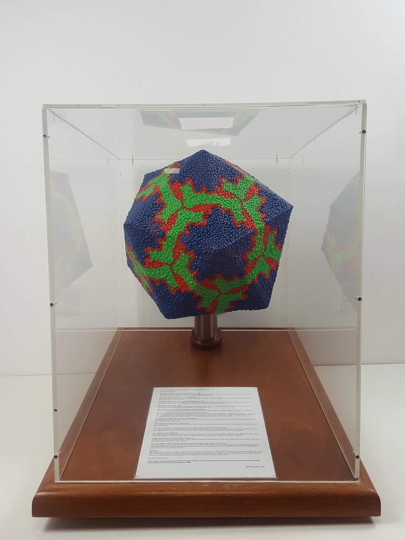 Model Display Replica of Rhinovirus - Common Cold Virus - A.T.O.M.