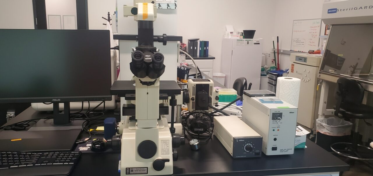 Inverted Microscope System for Transmitted Phase Contrast and Incident Fluorescence