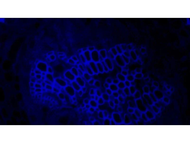 Olympus IX83 Motorized Inverted LED Fluorescence Phase Contrast