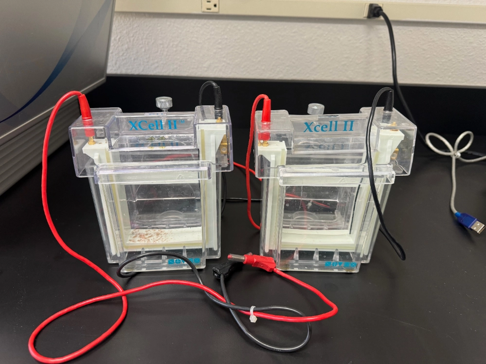 Novex Xcell II Electrophoresis Mini Cells - Quantity 2