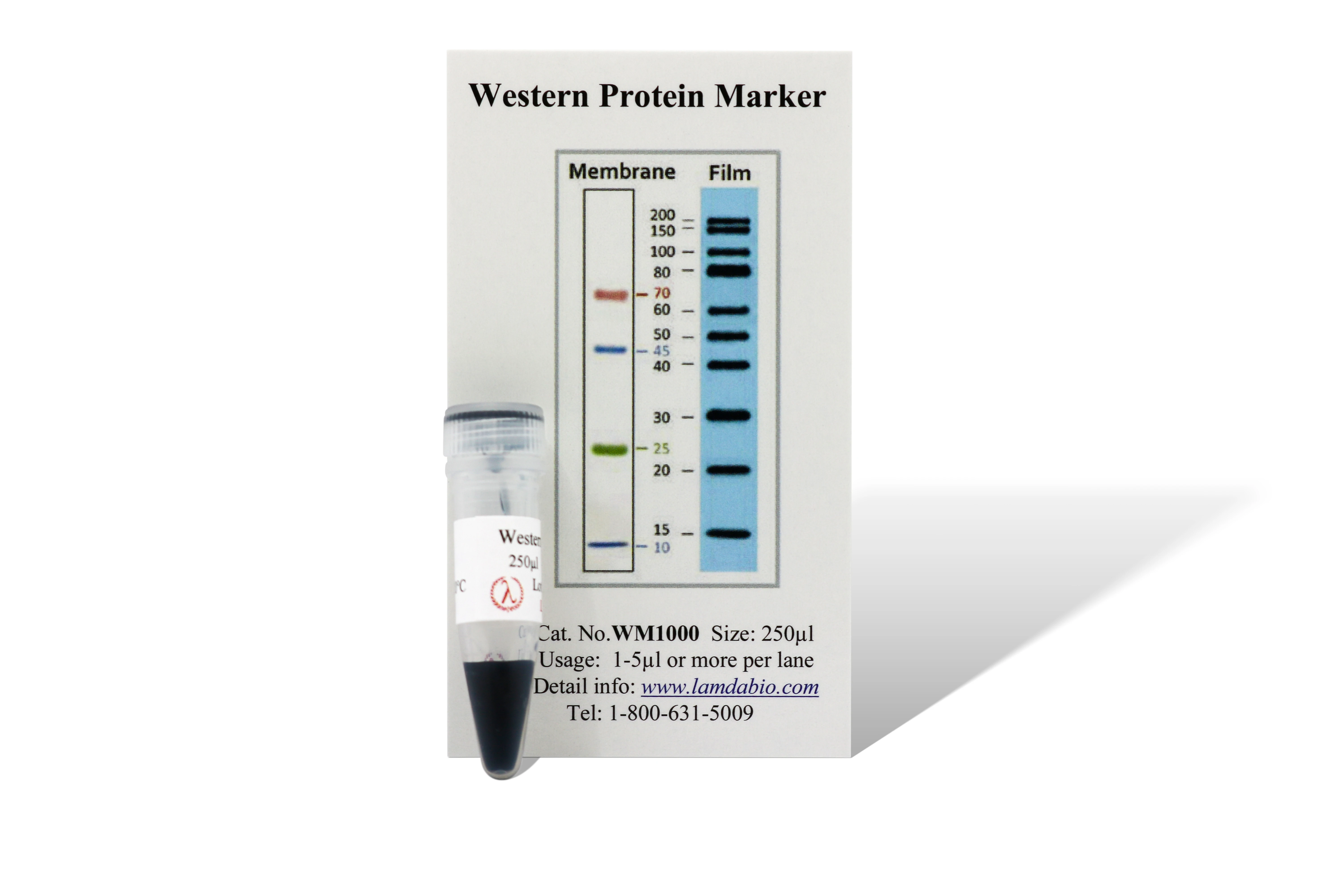 Western Protein Marker