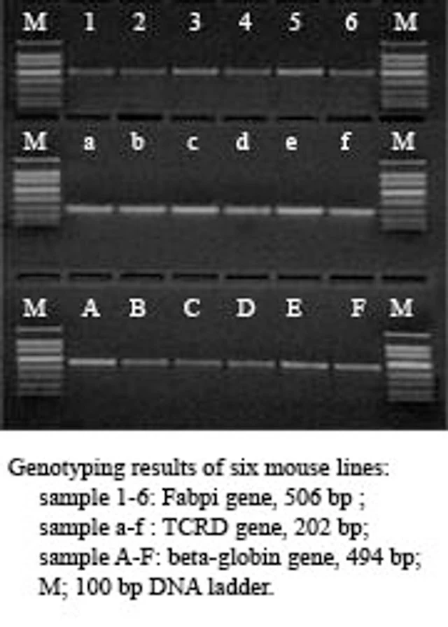 Direct-PCR 2X Master Mix, 1ml