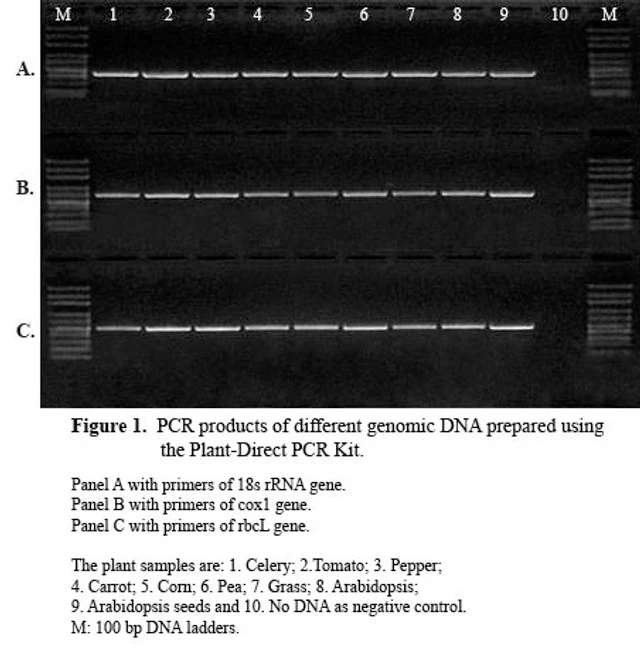 Direct-PCR 2X Master Mix, 10ml