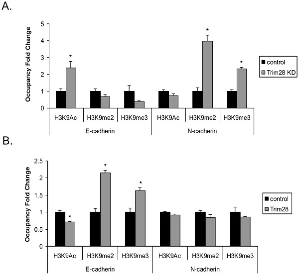 Anti-Histone H3 (di methyl K9) antibody [mAbcam 1220] - ChIP Grade